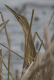 American Bittern 0570