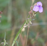 Tradescantia_1785.JPG