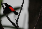 Passerinis Tanager 0714.jpg
