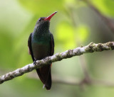 Rufous-tailed Hummingbird 1052.JPG