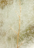 Ice Grass