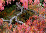 16 Lichen Branch and Flames 2