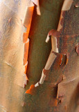 9 Paper Bark Maple