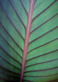 Purple/Green Leaf