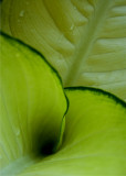 Tropical Leaf 2