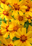 11 Sunny Flowers