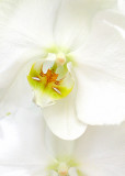 6 White Orchid
