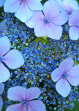 11 Blue Lace Hydrangea