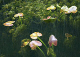 Lily Leaves at Snake Lake