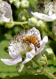 Bee on Blackberry