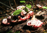 Hydnellum peckii