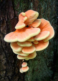 Sulphur Fungus