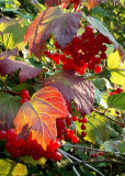 High Bush Cranberry