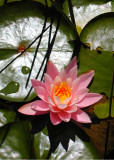 Pink Lotus