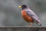 American Robin