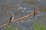 Rough-winged Swallow