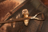 Barn Owl