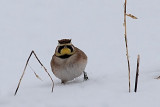 Horned Lark