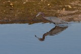 Little Blue Heron
