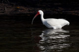 White Ibis