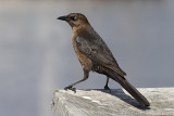 Boat-tailed Grackle Female