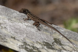 Anole Corkscrew Swamp