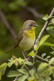 Common Yellowthroat Female