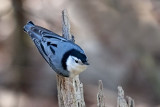 White-breasted Nuthatch