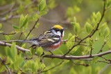 Chestnut-sided Warbler