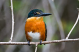 American Pygmy Kingfisher