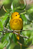 Yellow Warbler