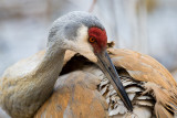 Preening action