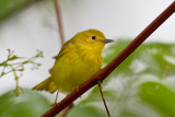 Yellow Warbler