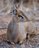 Dik-dik