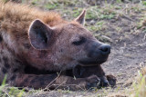 Hyena with baby