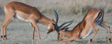 Dueling impalas