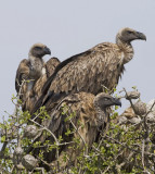 African White-Backed Vultures