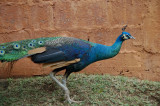 Pavo