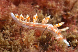 Flabelina