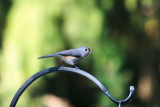 Tufted Titmouse