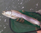 1-17-10 brown trout.jpg