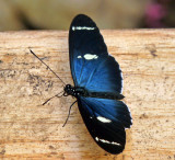 Heliconius Sara