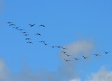 Sandhill cranes migrating south ..... one year they were here on Christmas day