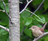 A wee House Wren eliminates a Bluebird & Tree Swallow family