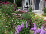 Liatris