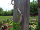 Natural trellis for the vines