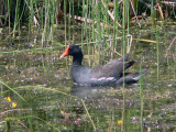 Common Gallinule