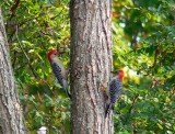 Pair of Red-bellied Wood Peckers