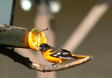 Baltimore Oriole