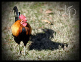 Rooster Posing
